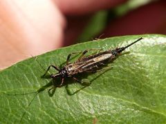 Idolothrips spectrum