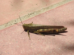 Anacridium aegyptium