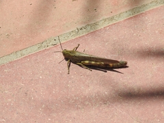 Anacridium aegyptium