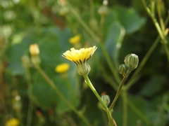 Crepis vesicaria