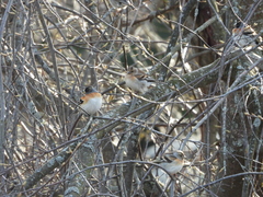 Fringilla montifringilla