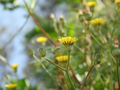 Crepis vesicaria