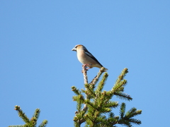 Coccothraustes coccothraustes