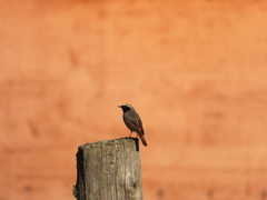 Phoenicurus phoenicurus