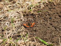Aglais urticae