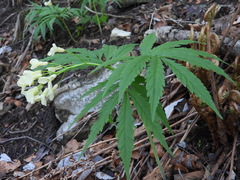 Cardamine kitaibelii