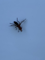 Tritoxa