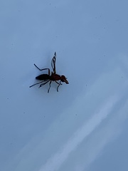 Tritoxa