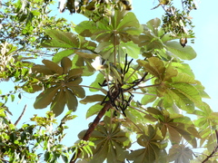 Cecropia