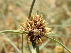 Cyperus capitatus