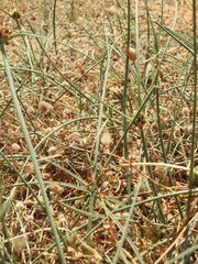 Cyperus capitatus