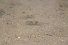 Striuntius lateristriga