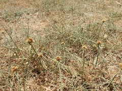 Cyperus capitatus