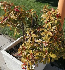 Photinia serrulata