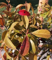 Photinia serrulata