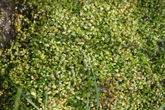 Lemna aequinoctialis