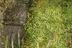 Lemna aequinoctialis
