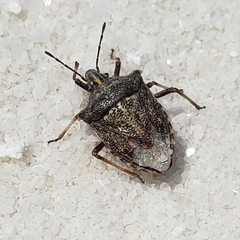 Prionosoma podopioides