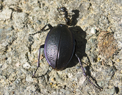 Carabus wiedemanni