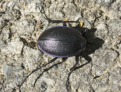 Carabus wiedemanni