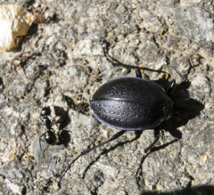 Carabus wiedemanni
