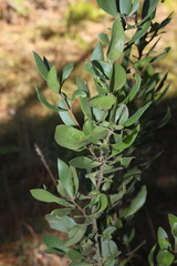 Persoonia cornifolia