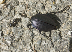 Carabus wiedemanni