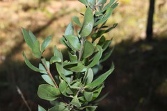 Persoonia cornifolia