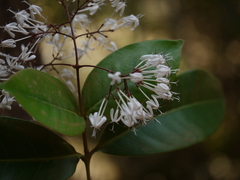 Ixora nigricans