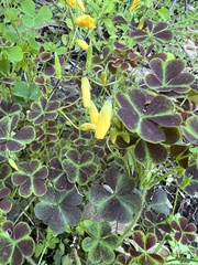 Oxalis colorea