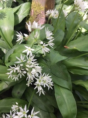 Allium ursinum