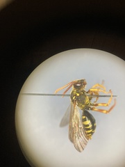 Nomada goodeniana