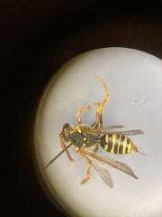 Nomada goodeniana