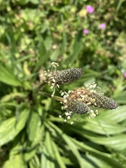 Plantago lanceolata