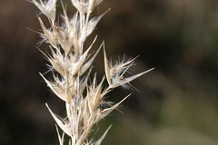 Rytidosperma tenuius