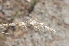 Rytidosperma tenuius