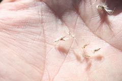 Rytidosperma tenuius