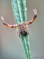 Pycnaxis