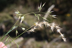 Rytidosperma tenuius