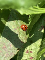 Coccinella septempunctata