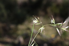 Rytidosperma tenuius