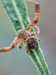 Pycnaxis