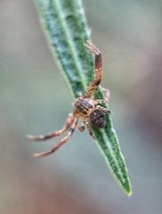Pycnaxis