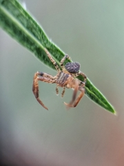 Pycnaxis