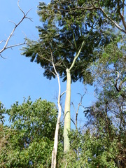 Schizolobium parahyba