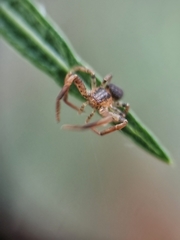 Pycnaxis