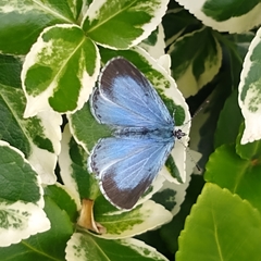 Celastrina argiolus