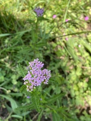 Achillea roseo-alba