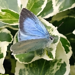 Celastrina argiolus