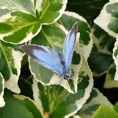 Celastrina argiolus